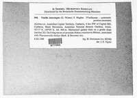 Image of Vizella interrupta